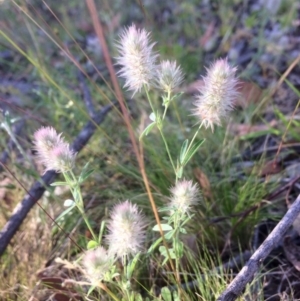 Trifolium arvense var. arvense at Point 4522 - 1 Dec 2016 12:28 PM