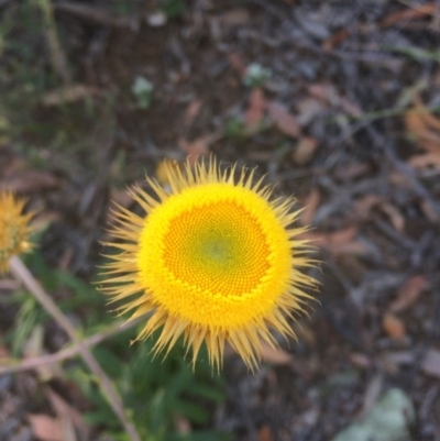 Coronidium oxylepis subsp. lanatum (Woolly Pointed Everlasting) at Belconnen, ACT - 1 Dec 2016 by annamacdonald