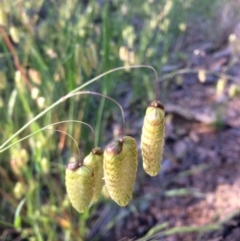 Briza maxima (Quaking Grass, Blowfly Grass) at Aranda, ACT - 1 Dec 2016 by annamacdonald