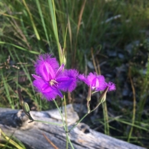 Thysanotus tuberosus subsp. tuberosus at Aranda, ACT - 1 Dec 2016 12:31 PM