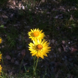 Xerochrysum viscosum at Aranda, ACT - 1 Dec 2016