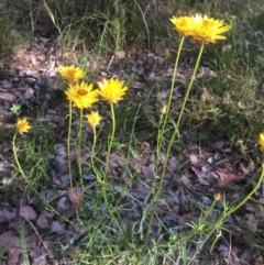 Xerochrysum viscosum at Aranda, ACT - 1 Dec 2016