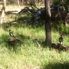 Gymnorhina tibicen (Australian Magpie) at Aranda, ACT - 1 Dec 2016 by annamacdonald