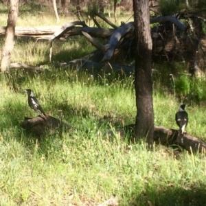 Gymnorhina tibicen at Aranda, ACT - 1 Dec 2016