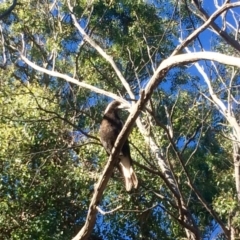 Gymnorhina tibicen at Aranda, ACT - 1 Dec 2016