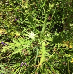 Eryngium vesiculosum at Conder, ACT - 1 Dec 2016