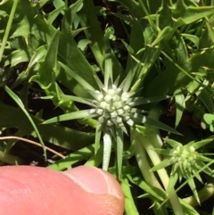 Eryngium vesiculosum at Conder, ACT - 1 Dec 2016