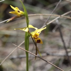 Diuris sulphurea (Tiger Orchid) at Bruce, ACT - 5 Nov 2016 by eyal