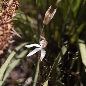 Caladenia moschata at Point 4465 - suppressed