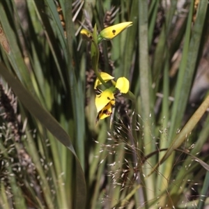 Diuris sulphurea at Point 4465 - suppressed