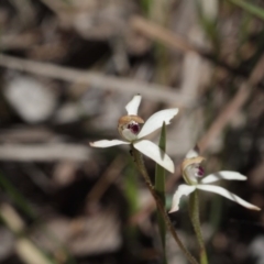 Caladenia cucullata (Lemon Caps) at Molonglo Valley, ACT - 5 Nov 2016 by eyal