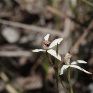 Caladenia cucullata at Point 4465 - suppressed