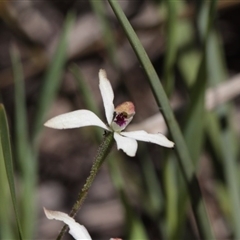 Caladenia cucullata at Point 4465 - suppressed