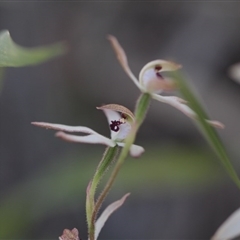 Caladenia cucullata at Point 4465 - suppressed