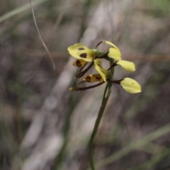 Diuris sulphurea (Tiger Orchid) at Molonglo Valley, ACT - 5 Nov 2016 by eyal