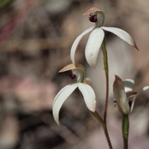 Caladenia cucullata at Point 4762 - suppressed