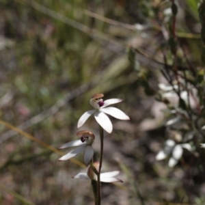 Caladenia cucullata at Point 5204 - suppressed