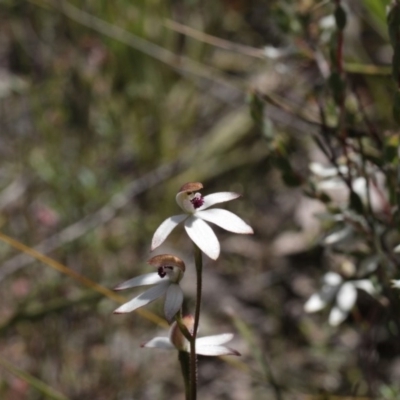 Caladenia cucullata (Lemon Caps) at Point 5204 - 6 Nov 2016 by eyal