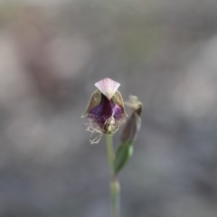 Calochilus platychilus (Purple Beard Orchid) at Canberra Central, ACT - 5 Nov 2016 by eyal