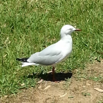 Chroicocephalus novaehollandiae (Silver Gull) at Greenway, ACT - 1 Dec 2016 by MatthewFrawley