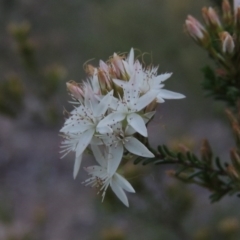 Calytrix tetragona (Common Fringe-myrtle) at Pine Island to Point Hut - 11 Nov 2016 by michaelb