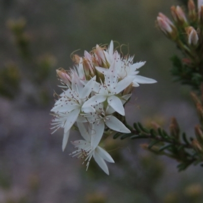 Calytrix tetragona (Common Fringe-myrtle) at Pine Island to Point Hut - 11 Nov 2016 by michaelb