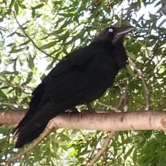 Corvus coronoides (Australian Raven) at Greenway, ACT - 1 Dec 2016 by MatthewFrawley