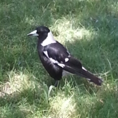 Gymnorhina tibicen (Australian Magpie) at Greenway, ACT - 1 Dec 2016 by MatthewFrawley