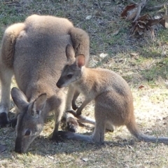 Notamacropus rufogriseus (Red-necked Wallaby) at Barragga Bay, NSW - 1 Dec 2016 by narelle