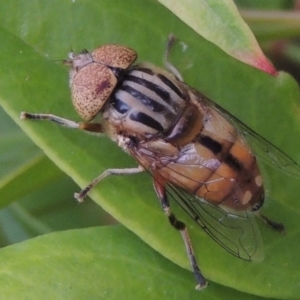 Eristalinus punctulatus at Conder, ACT - 19 Nov 2016