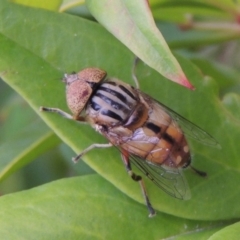 Eristalinus punctulatus at Conder, ACT - 19 Nov 2016