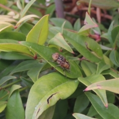 Eristalinus punctulatus at Conder, ACT - 19 Nov 2016