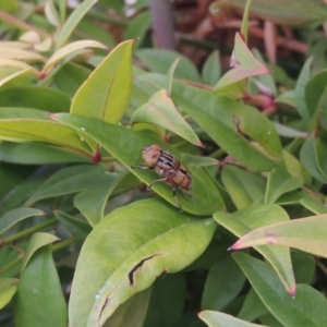 Eristalinus punctulatus at Conder, ACT - 19 Nov 2016