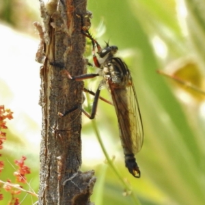 Dolopus rubrithorax at Paddys River, ACT - 30 Nov 2016