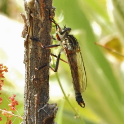 Dolopus rubrithorax (Large Brown Robber Fly) at Paddys River, ACT - 30 Nov 2016 by JohnBundock