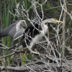 Anhinga novaehollandiae (Australasian Darter) at Point Hut to Tharwa - 29 Nov 2016 by JohnBundock