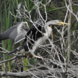 Anhinga novaehollandiae at Point Hut to Tharwa - 29 Nov 2016 03:30 PM