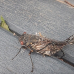 Psaltoda moerens (Redeye cicada) at Curtin, ACT - 2 Dec 2016 by MichaelMulvaney
