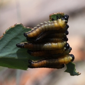 Xyloperga sp. (genus) at Cotter River, ACT - 17 Jan 2016 02:14 PM