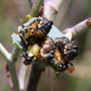 Xyloperga sp. (genus) at Cotter River, ACT - 17 Jan 2016 02:14 PM