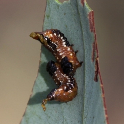 Paropsis variolosa (Variolosa leaf beetle) at Mount Clear, ACT - 30 Dec 2015 by HarveyPerkins