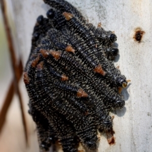 Perga sp. (genus) at Kambah, ACT - 21 Sep 2014