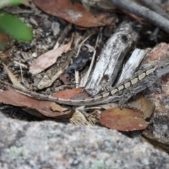 Amphibolurus muricatus (Jacky Lizard) at Gibraltar Pines - 2 Feb 2015 by HarveyPerkins