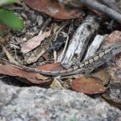 Amphibolurus muricatus (Jacky Lizard) at Paddys River, ACT - 2 Feb 2015 by HarveyPerkins