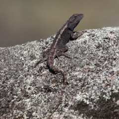 Amphibolurus muricatus (Jacky Lizard) at Booth, ACT - 9 Oct 2010 by HarveyPerkins