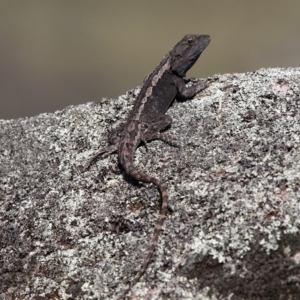 Amphibolurus muricatus at Booth, ACT - 9 Oct 2010 04:44 PM