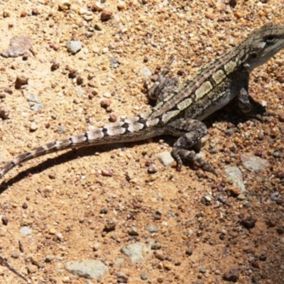 Amphibolurus muricatus (Jacky Lizard) at Cotter River, ACT - 25 Jan 2009 by HarveyPerkins