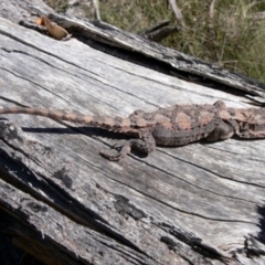 Rankinia diemensis (Mountain Dragon) at Rendezvous Creek, ACT - 4 Nov 2008 by HarveyPerkins