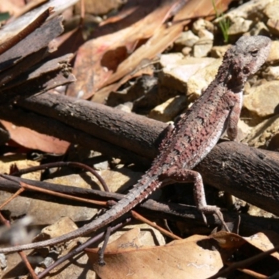 Rankinia diemensis (Mountain Dragon) at Cotter River, ACT - 25 Jan 2009 by HarveyPerkins