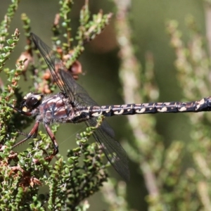 Austroaeschna atrata at Cotter River, ACT - 17 Jan 2016